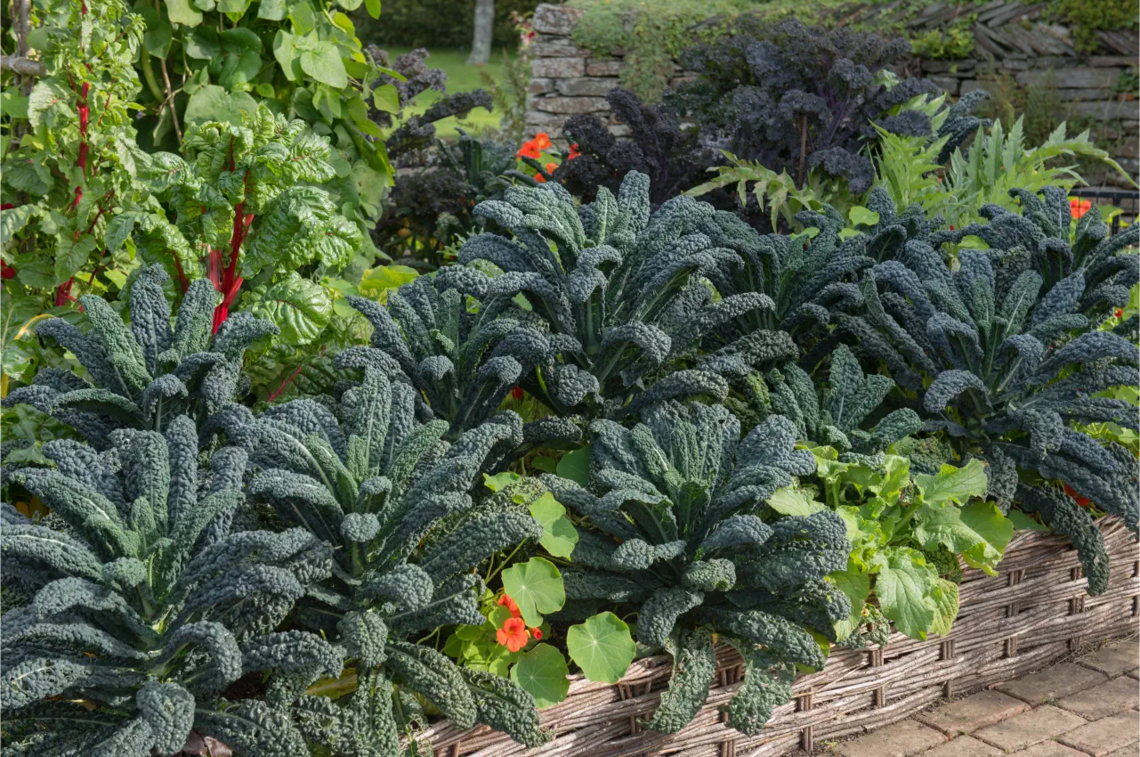How To Successfully Grow Kale From Seed: Tips for Success